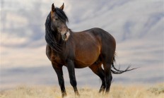 
        		9万元买的汗血宝马在高速事故中死亡 主人：货拉拉司机跑了约100公里就告诉我出事了 !	