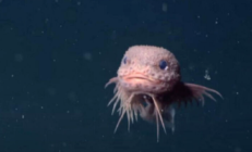 
        		科学家深海发现蜗牛鱼新物种 网友：现实版宝可梦 ！	