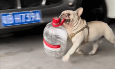 
        		狗狗捡瓶子25天收入1300多 网友：真人不如狗 比我挣得多 !	