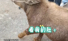 
        		云南丽江现2岁“袖珍牛” 目击者：买家高价购入只为当宠物 ！	