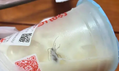 
        		蜜雪冰城未开封奶茶惊现蟑螂上热搜 蜜雪冰城：已赔付1000元 !	