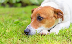 业主在小区内踩狗粪摔成十级伤残：未找到狗主人 本人主责物业次责