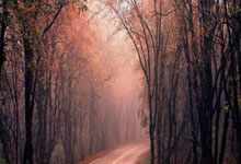 词语阐述剖析：龙蟠凤逸是什么生肖龙蟠凤逸是什么意思，精准文化解析释义落实